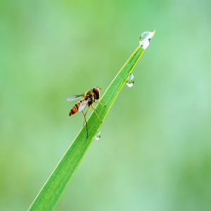 home-gardening