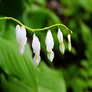 small-space-gardening